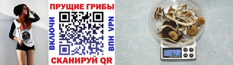 где найти наркотики Асбест Галлюциногенные грибы GOLDEN TEACHER